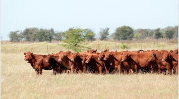 Explore premium cows for sale at Frontier's Market. Ideal for ranchers, our selection includes top-quality cows, bulls, and calves.