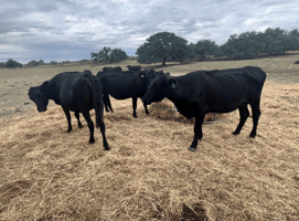 Explore premium cows for sale at Frontier's Market. Ideal for ranchers, our selection includes top-quality cows, bulls, and calves.