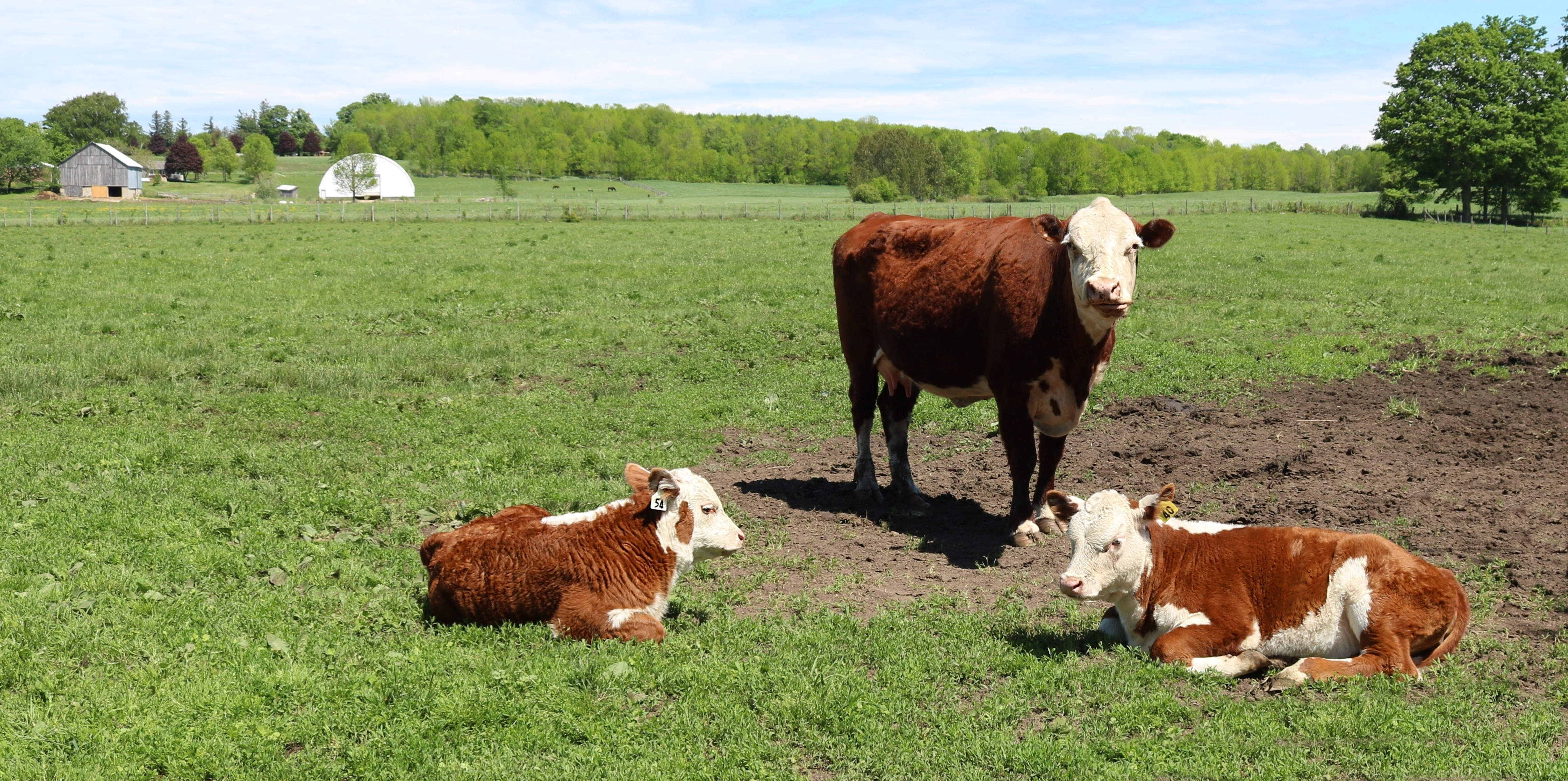 beautiful-shot-cows-grazing-farm-grassland