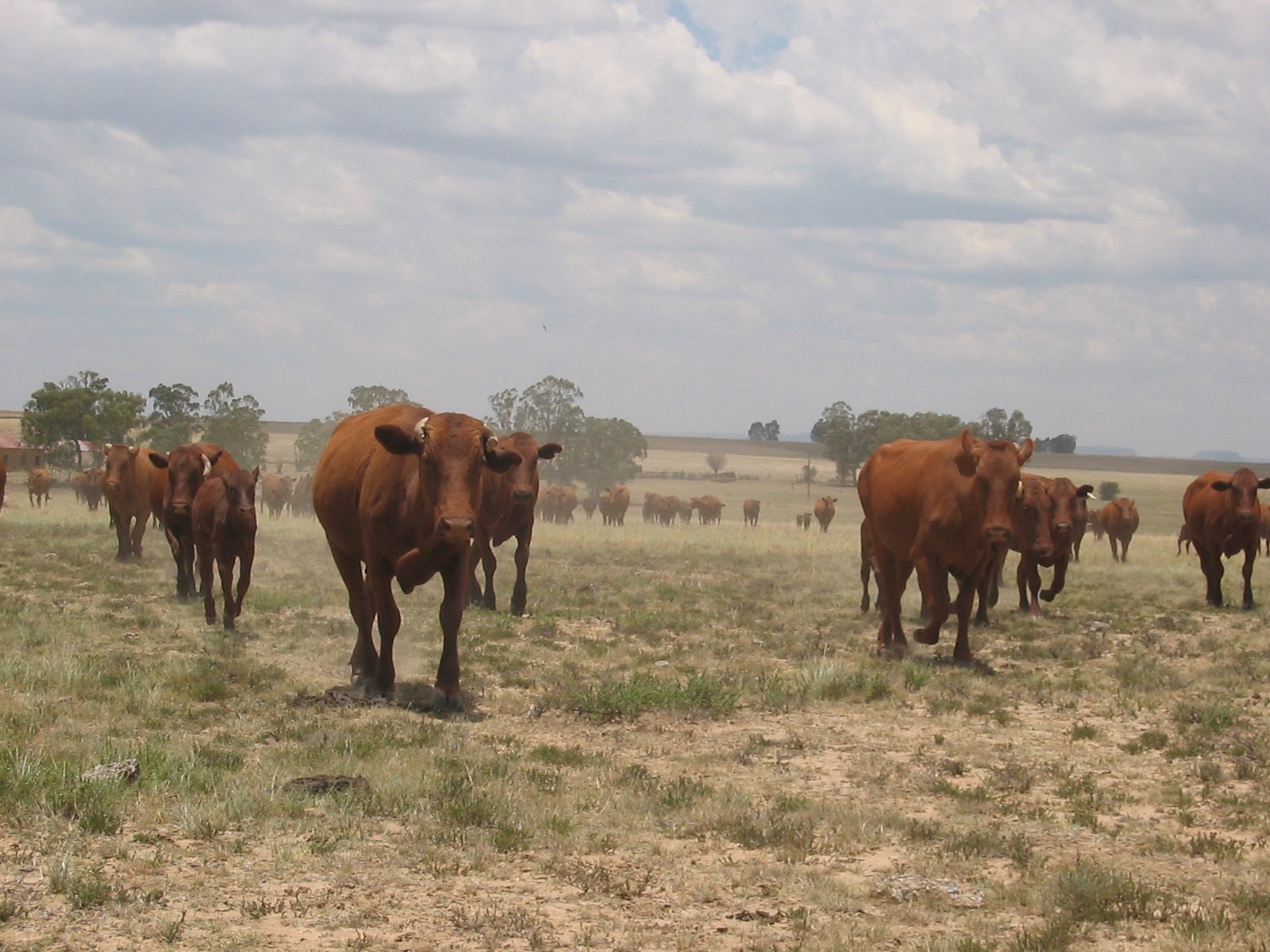 running-cattle-1328577