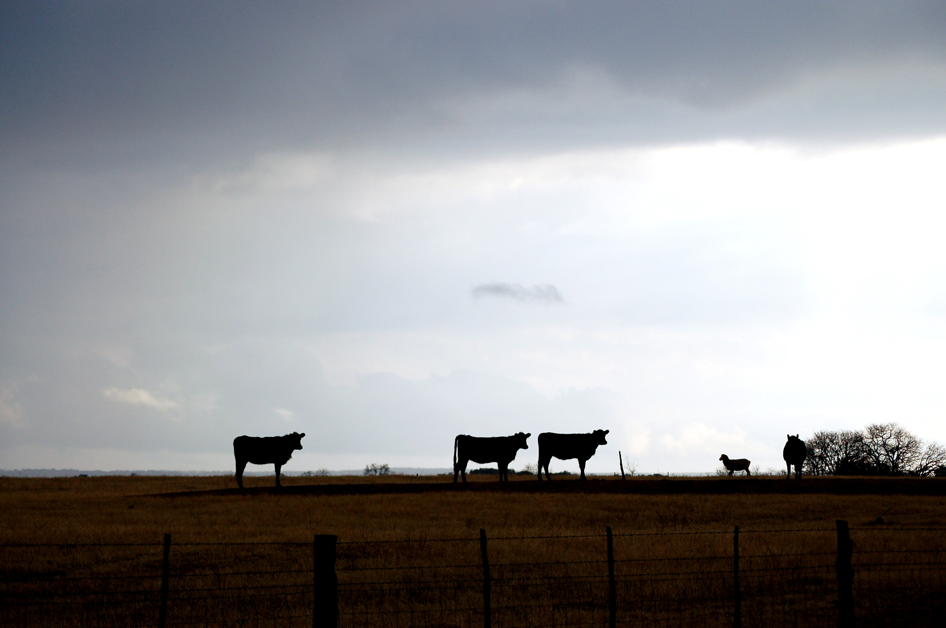 stormy-sky-with-cattle-1404264