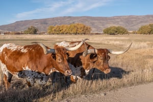 Explore premium Texas cattle for sale at Frontier's Market. Ideal for ranchers, our selection includes top-quality cows, bulls, and calves.