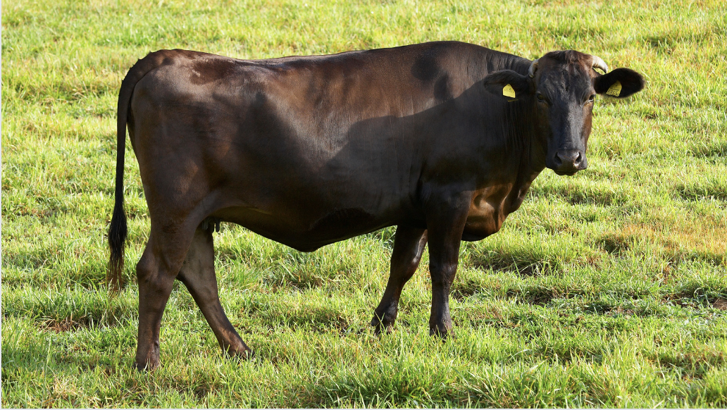 Explore premium Wagyu cattle for sale at Frontier's Market. Ideal for ranchers, our selection includes top-quality cows, bulls, and calves.